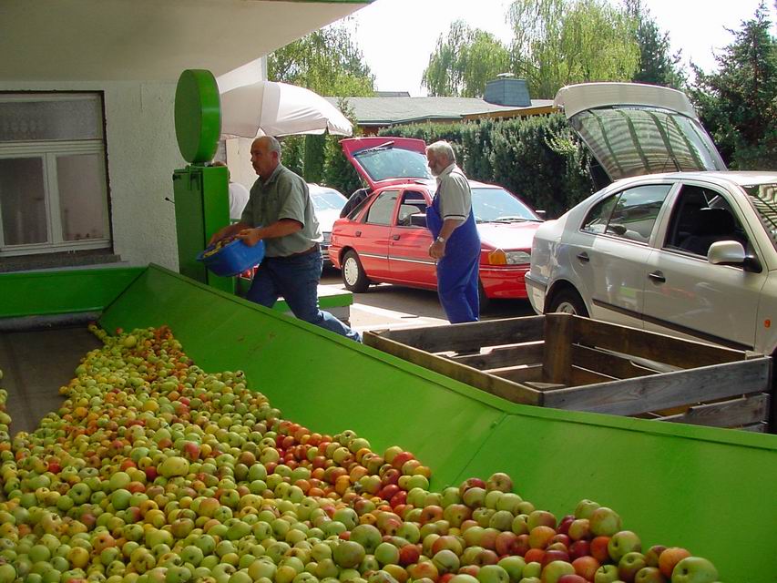 Zunächst werden die Äpfel gewogen und die Qualität kontrolliert.