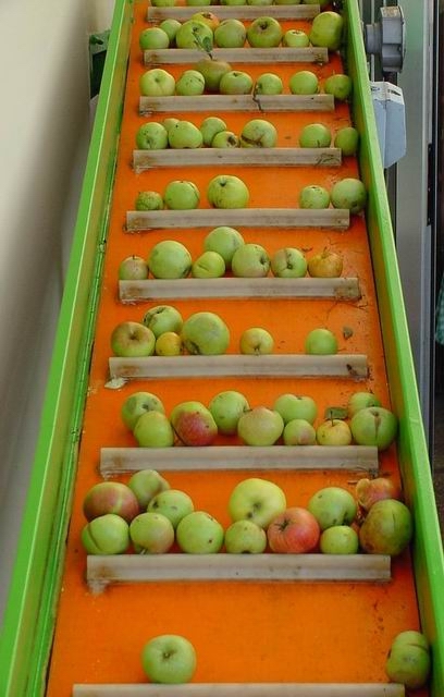 Auf einem Transportband gelangen die Äpfel dann zur Apfelwäsche.