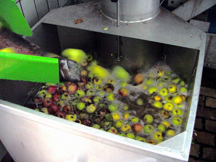 Nach dem Waschen gelangen die Äpfel in eine Rätzmühle. Dort werden sie gemaischt, also zerkleinert.