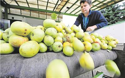 Wenig Äpfel, kaum Wartezeiten Weniger Kunden als sonst bringen ihr Obst in die Kelterei Sell. Die diesjährige Witterung hat zu Einbußen geführt.